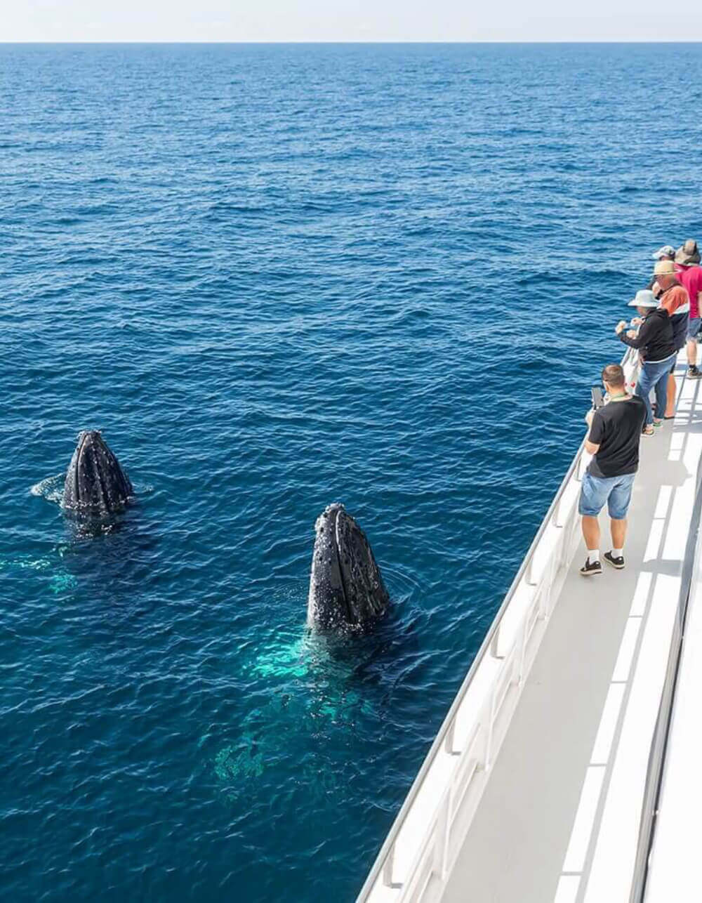 Humpback whales surfacing beside the vessel