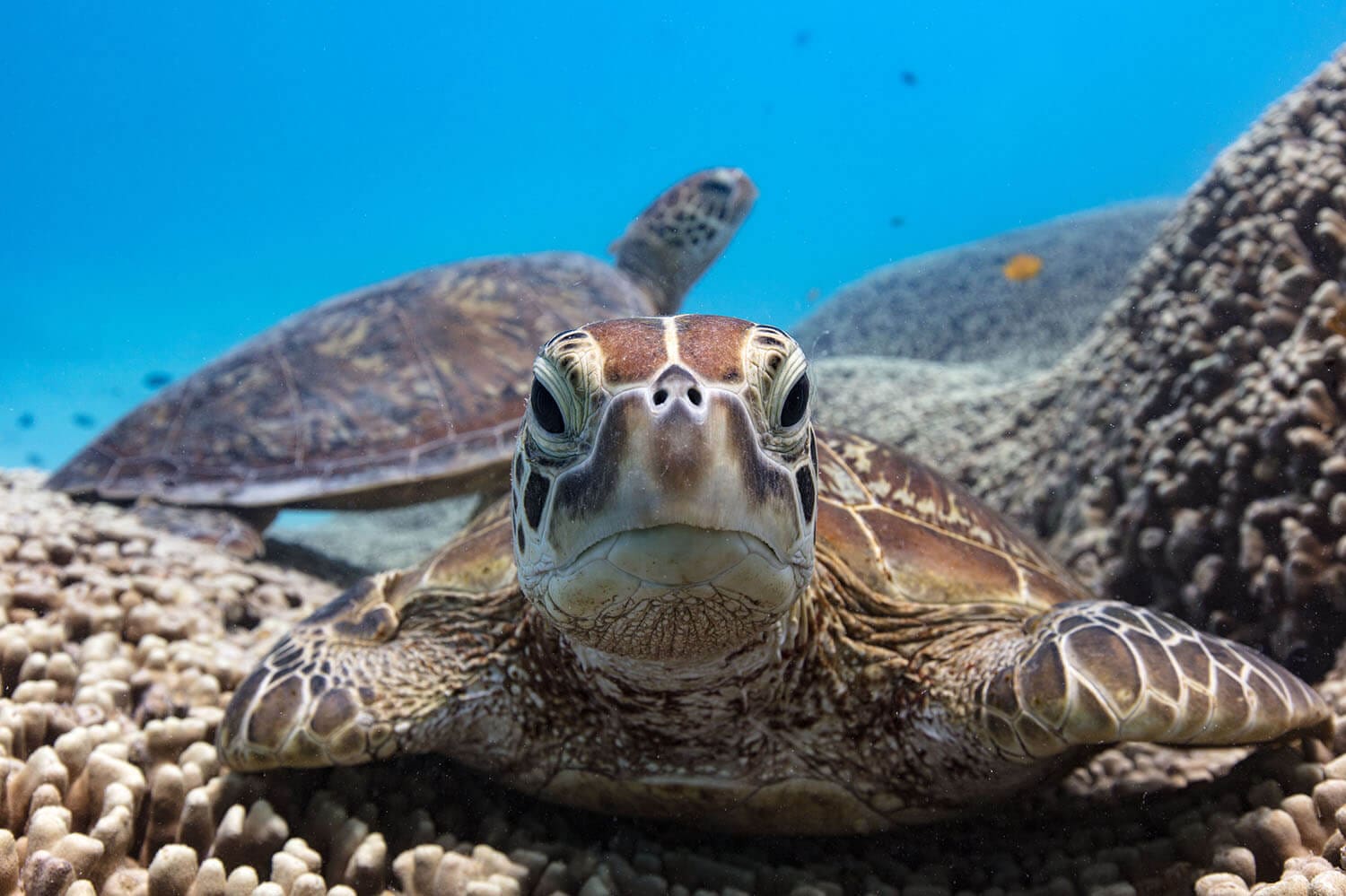 A green turtle gliding over the reef